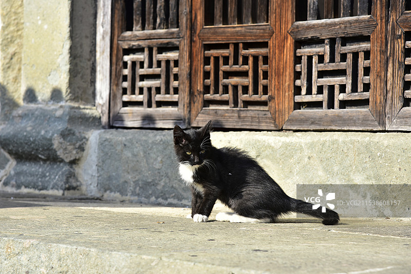 一只在古建筑门口观察的黑猫图片素材