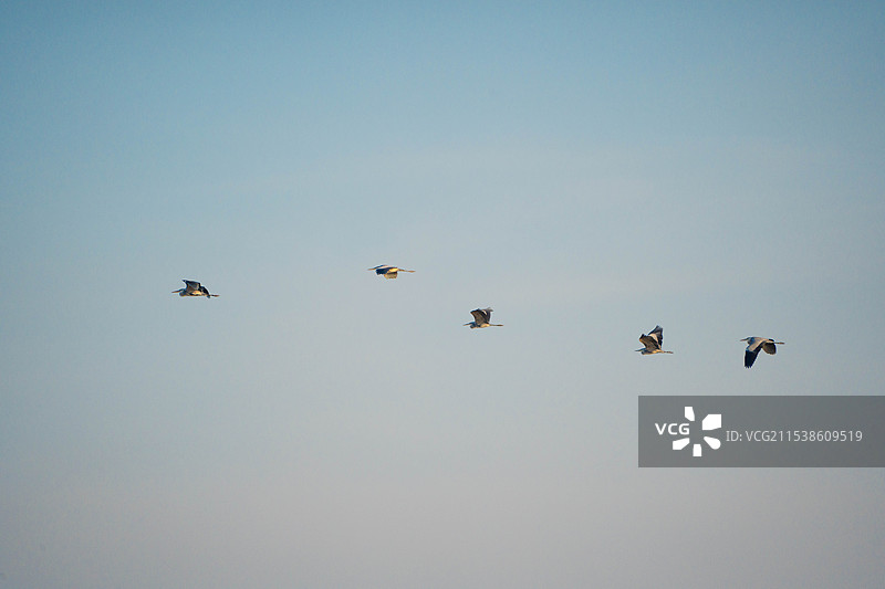 成群在蓝天下飞翔的苍鹭图片素材