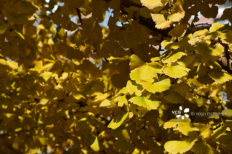 上海秋景，秋天古北黄金城道的银杏叶子黄了图片素材