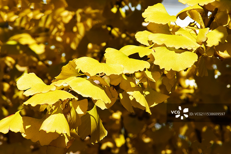 上海秋景，秋天古北黄金城道的银杏叶子黄了图片素材