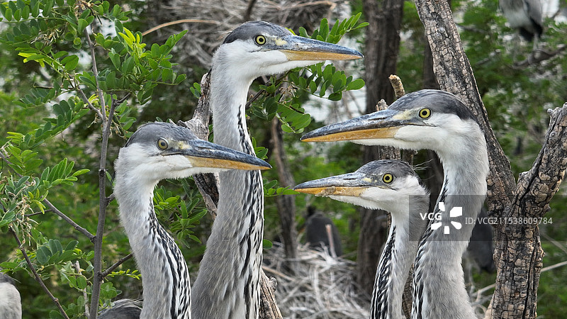 北京密云水库鸟岛夏天苍鹭育雏图片素材