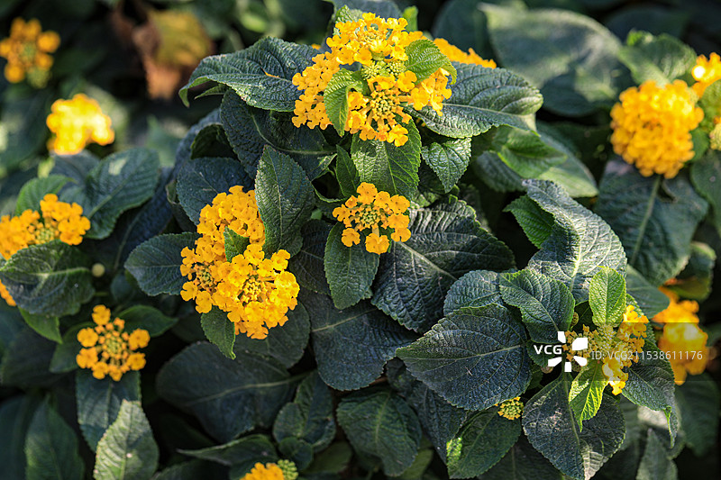 马缨丹图片素材