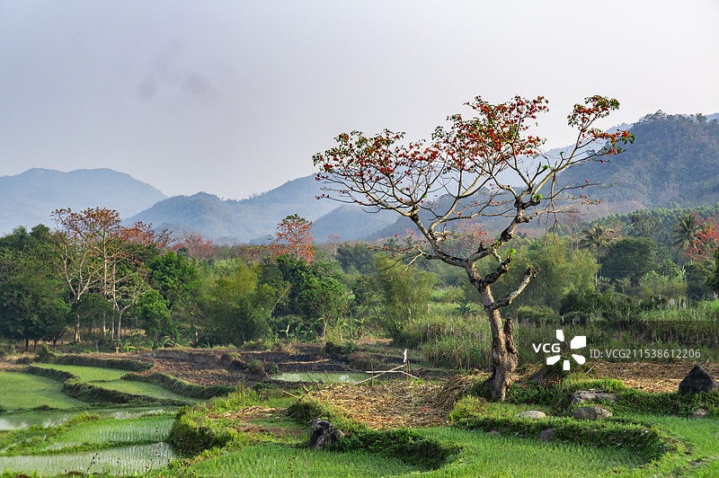 昌江木棉花稻田风景图片素材