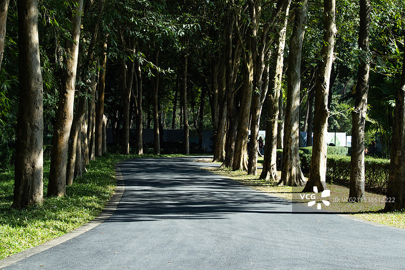 阳光下公园道路两边的树杆图片素材