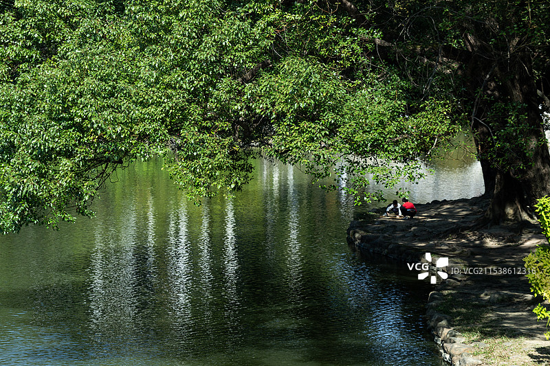 广州华南植物园阳光下湖边上的大树图片素材