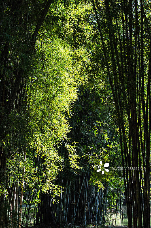 阳光下的竹林图片素材