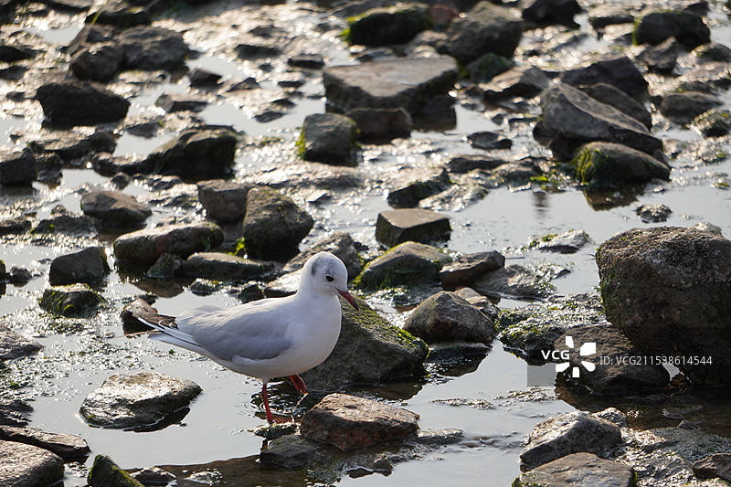 海鸥栖息在岩石上的特写镜头图片素材
