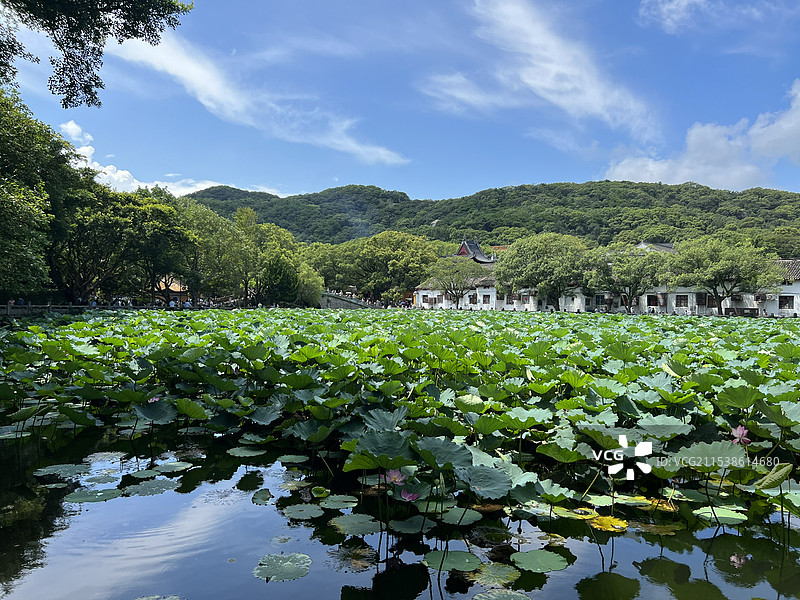 荷花池图片素材