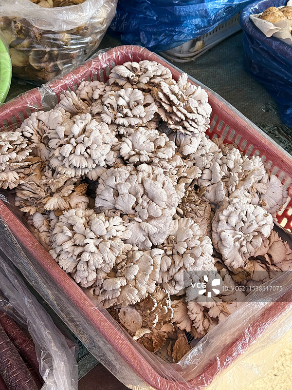 昆明茨坝农贸市场白参菌图片素材