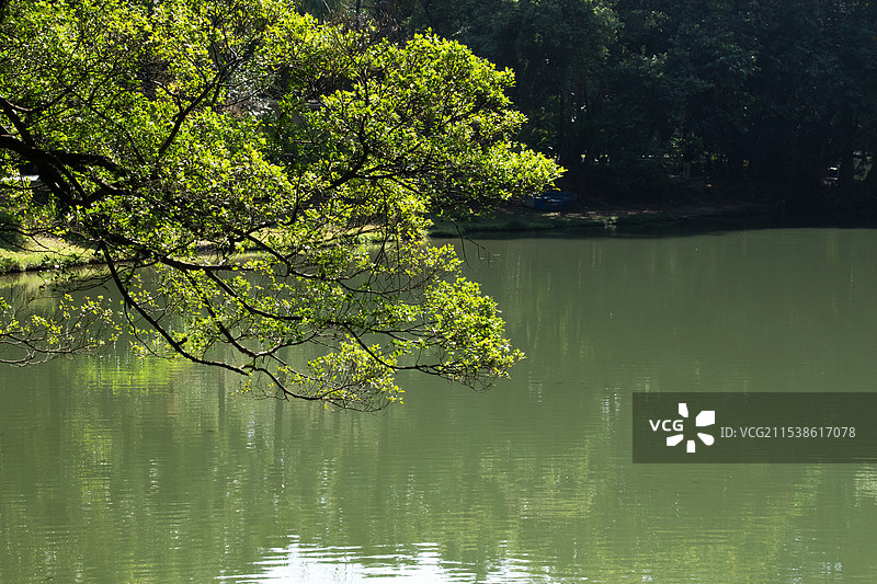 广州华南植物园阳光下湖边上的大树图片素材