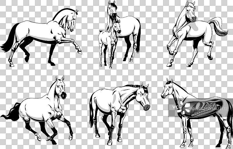 卡通马不同姿势合集图片素材