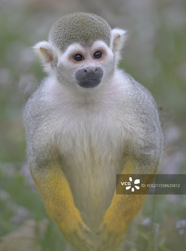 好奇(松鼠猴肖像)图片素材