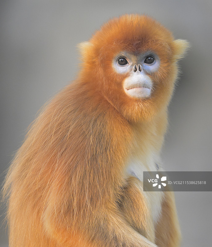 好奇(川金丝猴肖像)图片素材