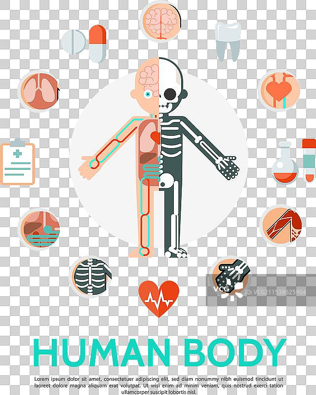 扁平的人体解剖圆形概念图片素材