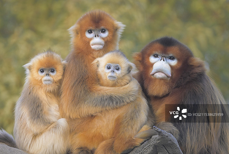 一家四口(川金丝猴肖像)图片素材