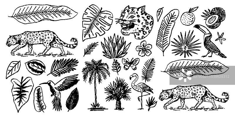 热带叶子与日本老虎和巨嘴鸟图片素材