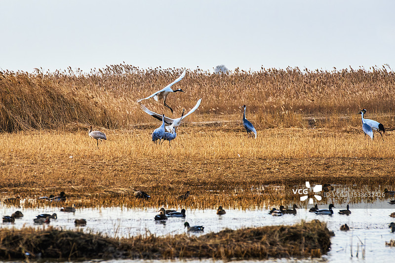 越冬鸟类乐园----江苏盐城丹顶鹤湿地自然保护区图片素材