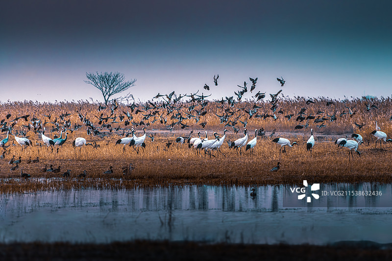越冬鸟类乐园----江苏盐城丹顶鹤湿地自然保护区图片素材