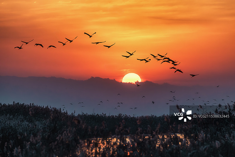 湿地晨曲、湿地日出----江苏盐城丹顶鹤湿地自然保护区风光图片素材