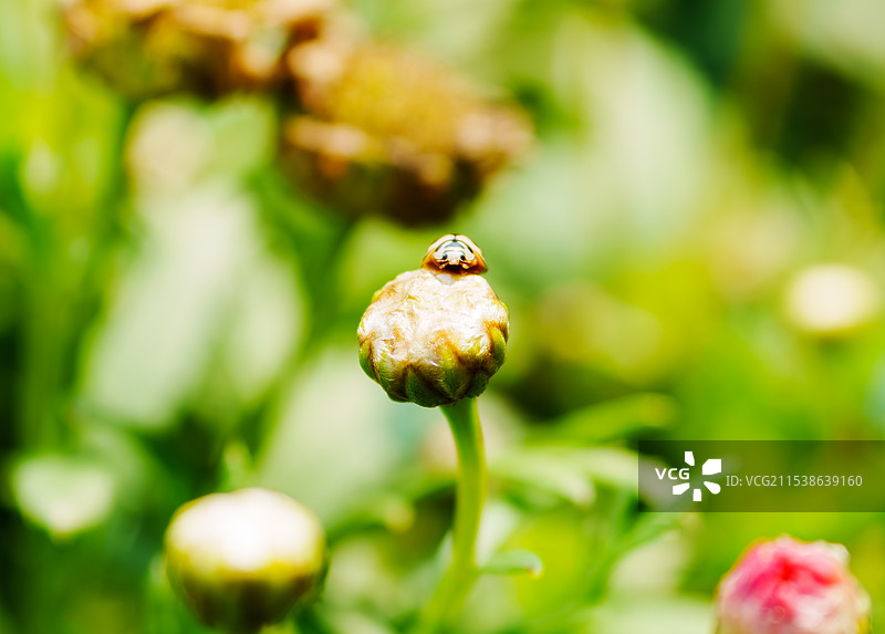 雏菊和瓢虫图片素材