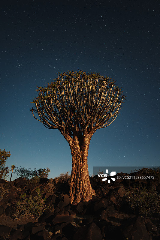 星空下的箭袋树图片素材