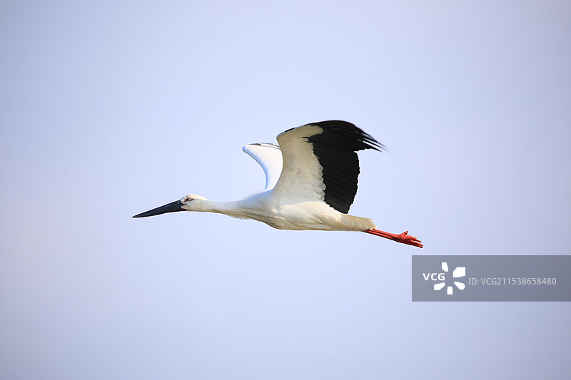 东方白鹳飞行姿态图片素材