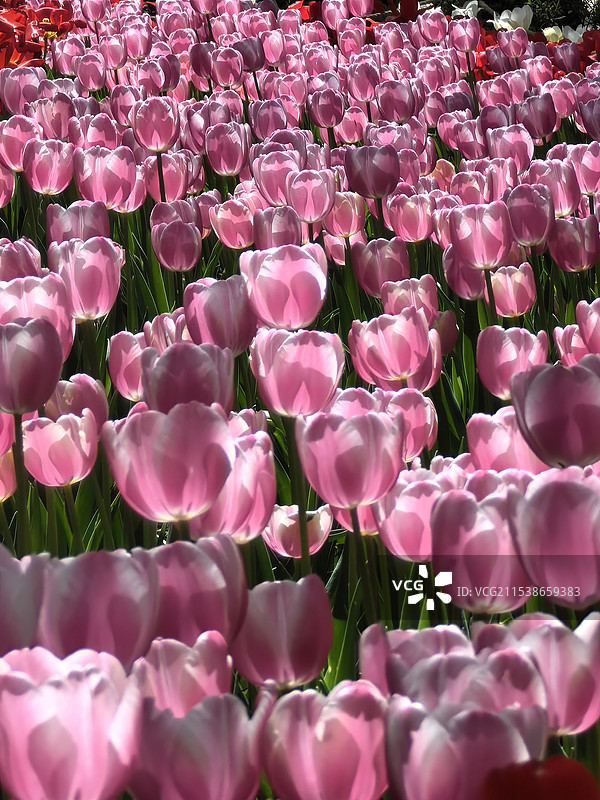 郁金香图片素材