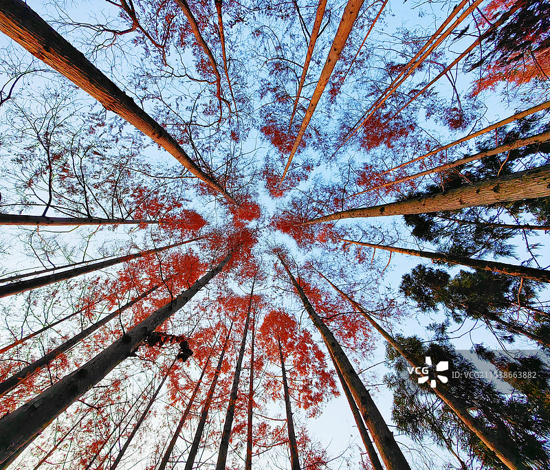 冬日暖阳的水杉对蓝天的低角度视图图片素材