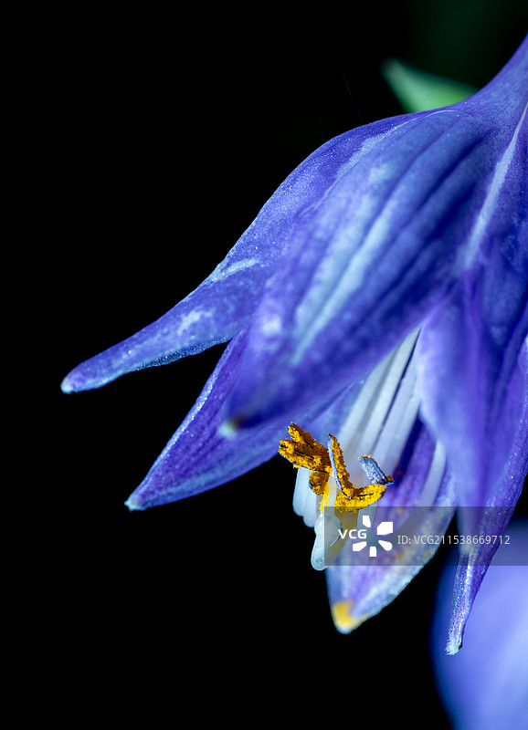 黑色背景下的蓝色花朵特写镜头图片素材