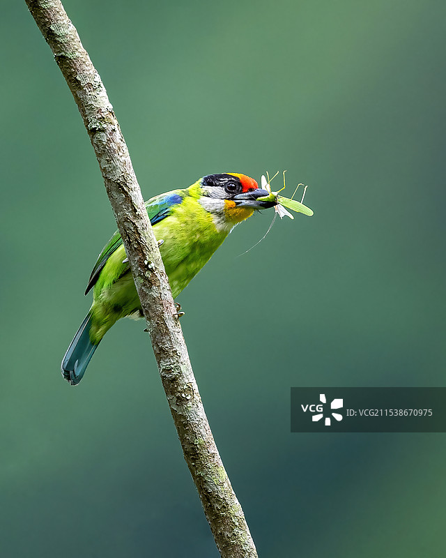 金喉拟啄木鸟（中国 广西）图片素材