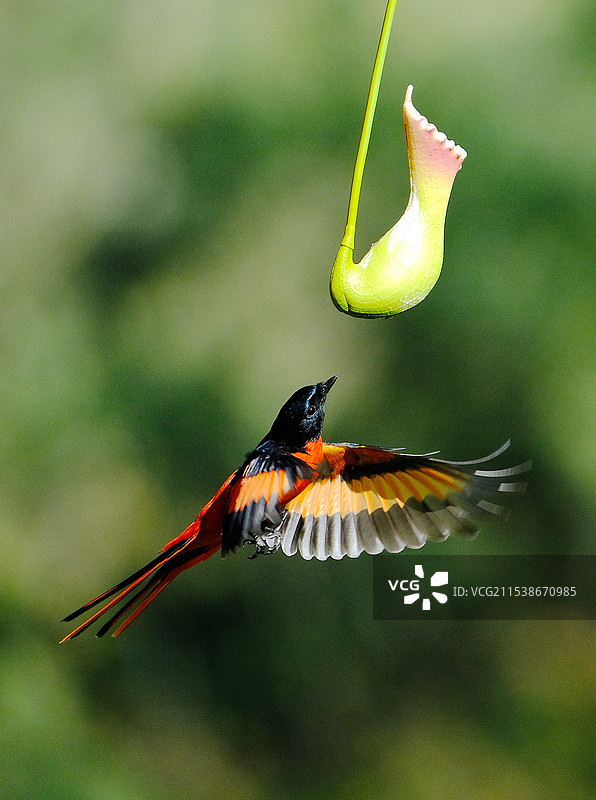 昆明金殿黄龙箐  赤红山椒鸟图片素材