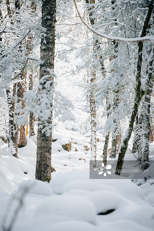 老君沟森林雪景图片素材