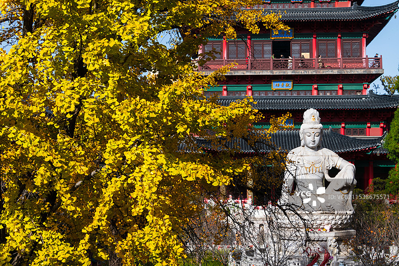 南京毗卢寺银杏图片素材