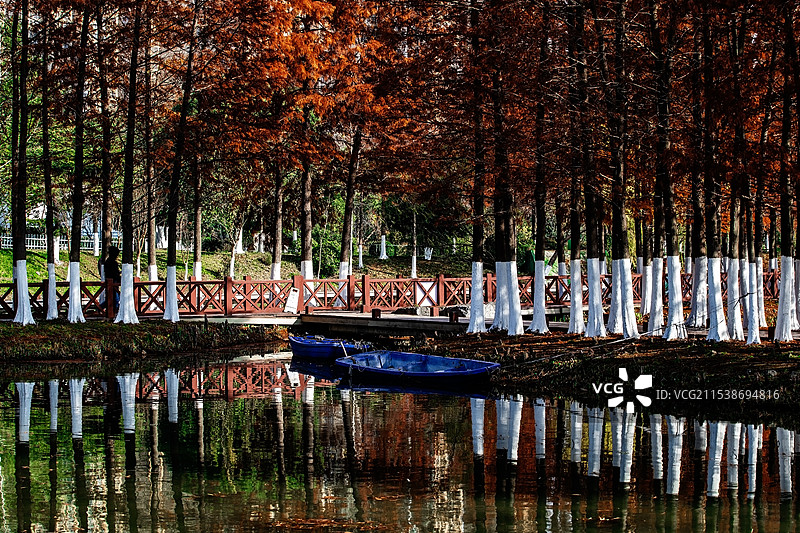 秋冬季节江南湖边的水杉林Autumn图片素材