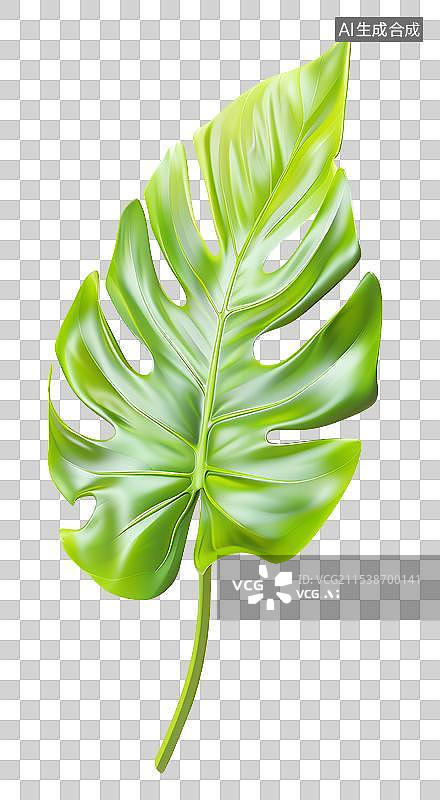【AI数字艺术】龟背竹叶子图片素材