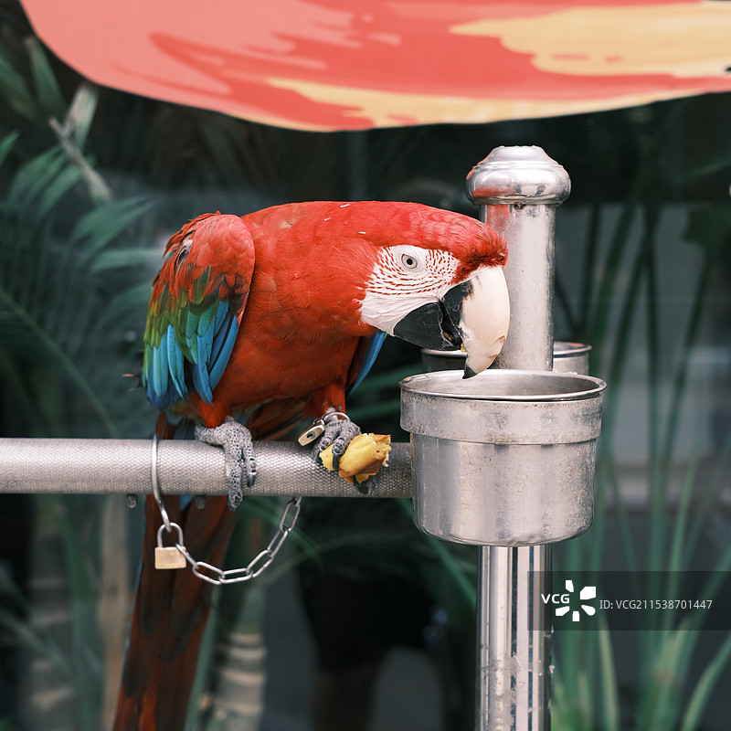 鸟鹦鹉图片素材