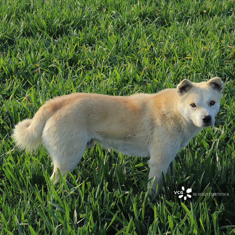 草丛中的狗狗图片素材