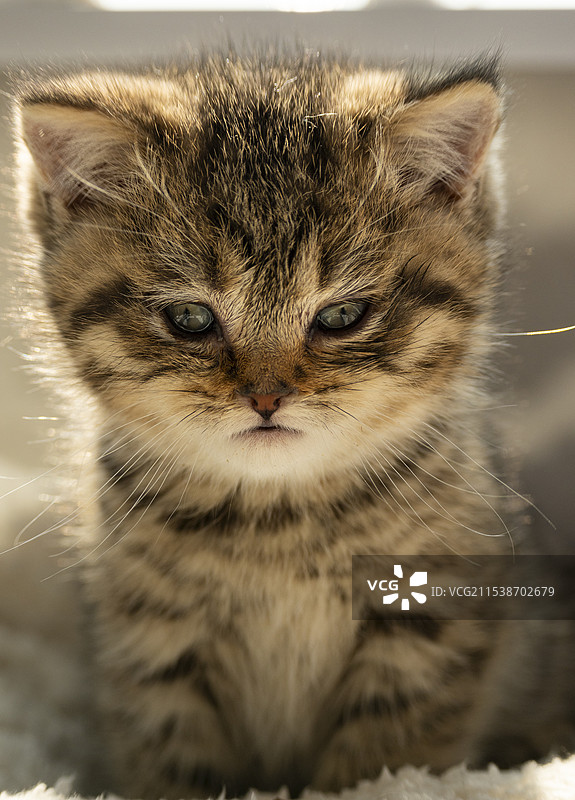 阳光正好，虎斑来到图片素材