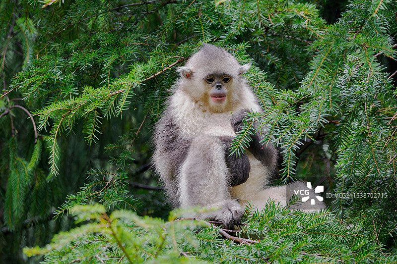 来自白马雪山深处的雪域精灵可爱的滇金丝猴图片素材