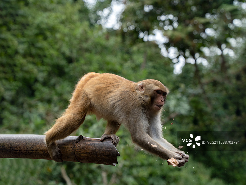 猴子接到扔过来的食物图片素材