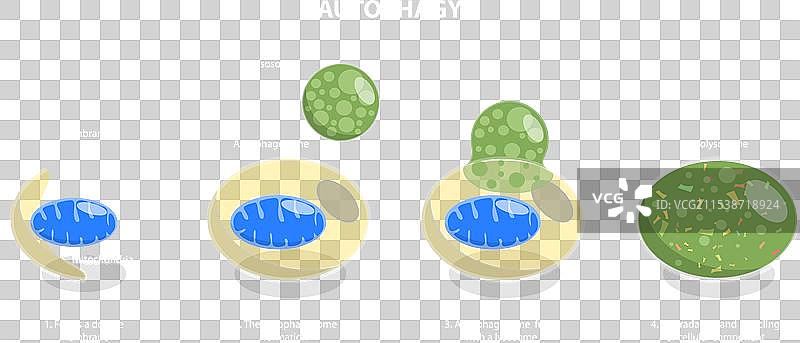 自噬的三维等距平面图图片素材