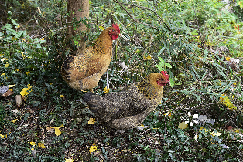 安徽省黟县木坑竹海村子里的走地鸡图片素材