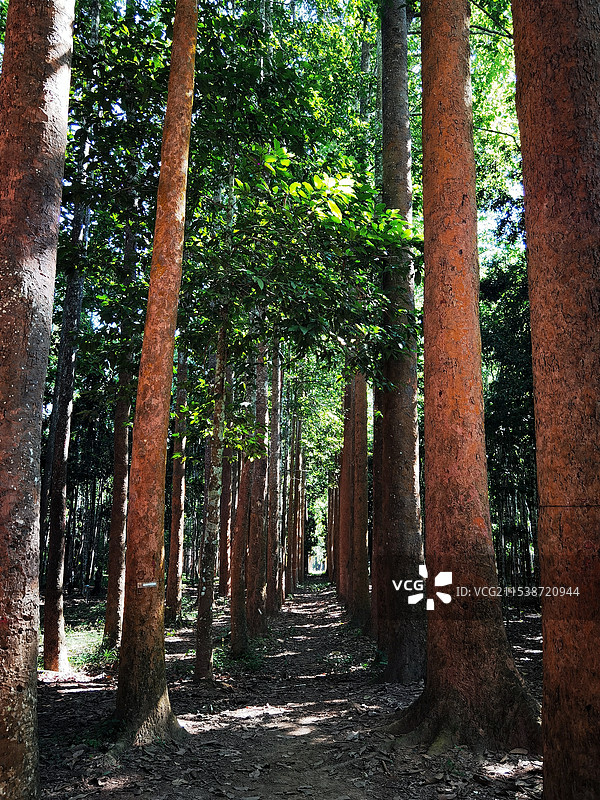 中国科学院西双版纳热带植物园龙脑香树园图片素材