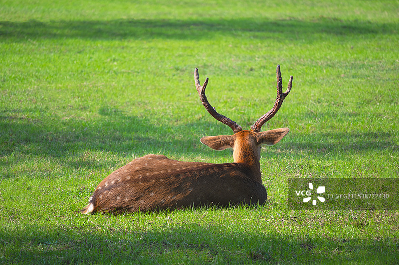 梅花鹿图片素材