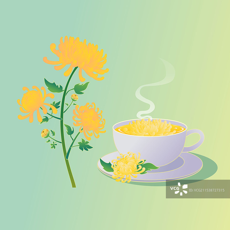 中药材金丝皇菊健康养生菊花茶饮插画海报图片素材