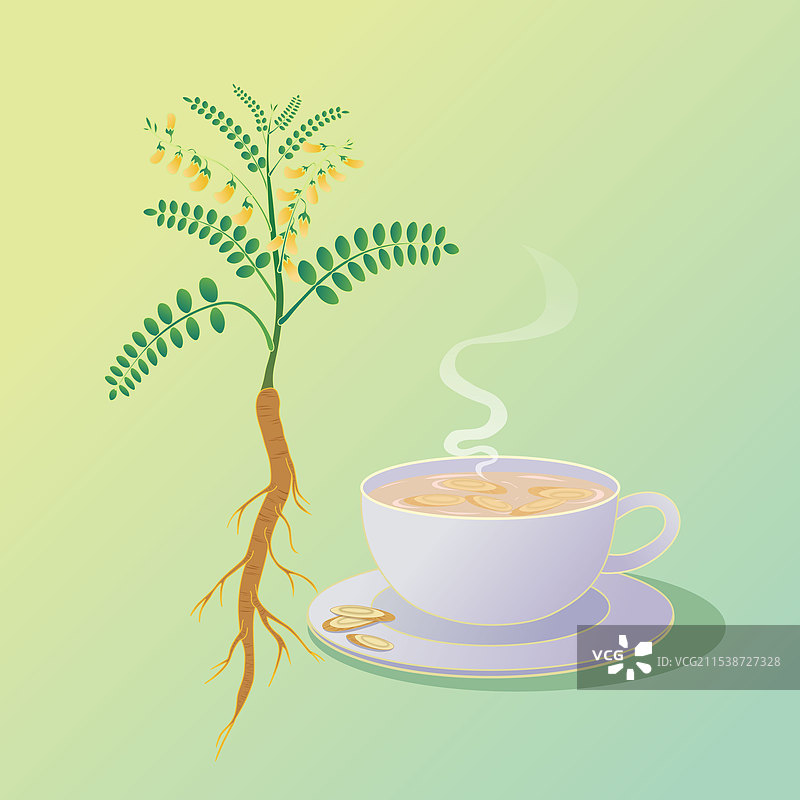 中药材黄芪健康养生茶饮插画海报图片素材