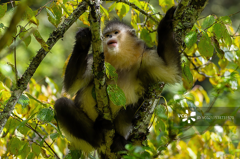 仔细看看图片素材