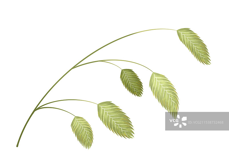 绿色植物插画图片素材