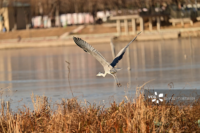 鸟类，生态摄影，野生动物，湖，捕捉图片素材