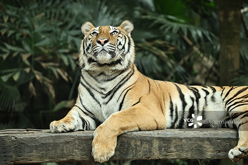 动物园里老虎的特写镜头图片素材